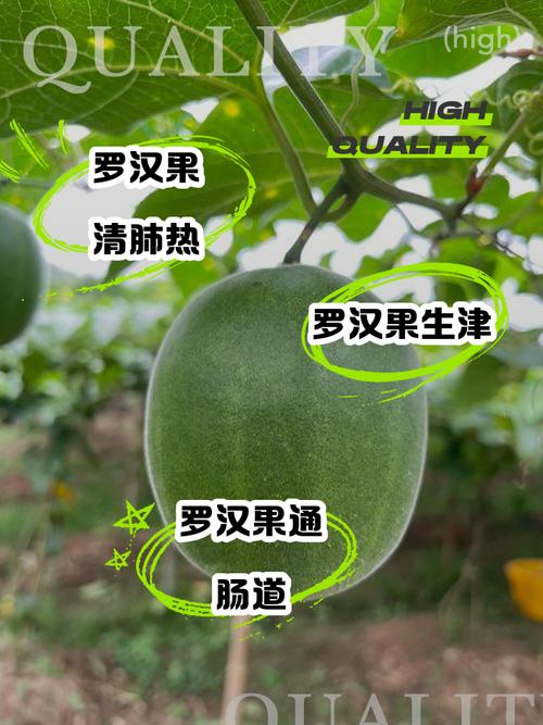 罗汉果的植物文化,竟然还有这种说法！，罗汉果的介绍？-第2张图片-优品飞百科