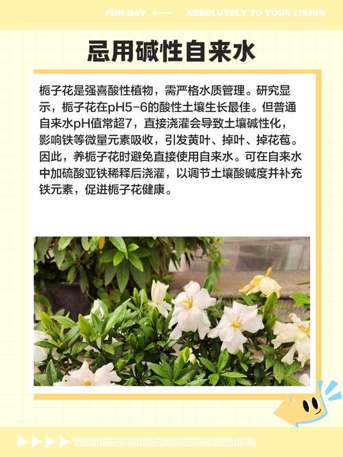 栀子花可以泡水喝吗？栀子泡水喝有什么功效？-第2张图片-优品飞百科