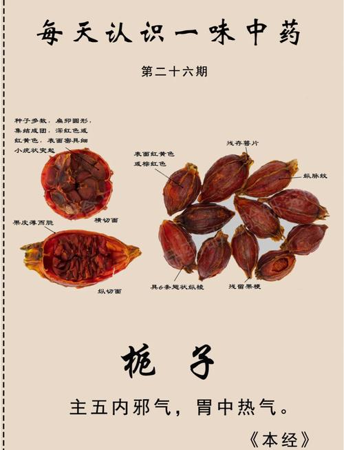 栀子花可以泡水喝吗？栀子泡水喝有什么功效？-第5张图片-优品飞百科