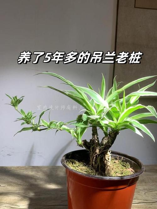 无奈而又给人希望的花——吊兰，吊兰花象征着什么意义？