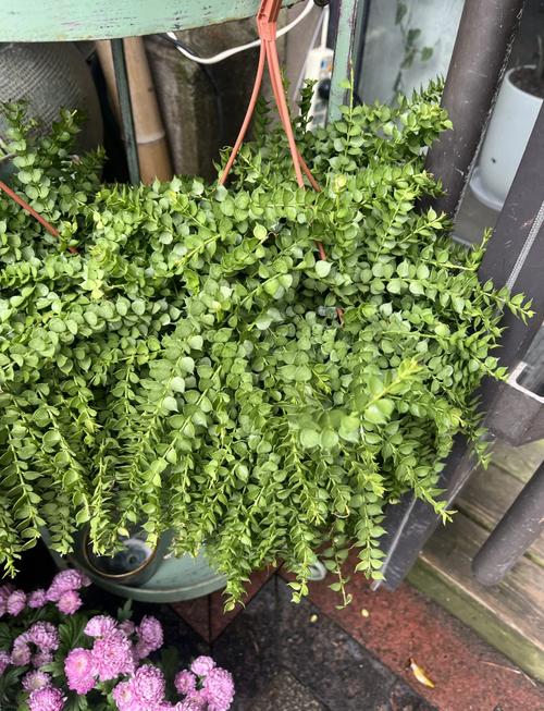 无奈而又给人希望的花——吊兰，吊兰花象征着什么意义？-第2张图片-优品飞百科