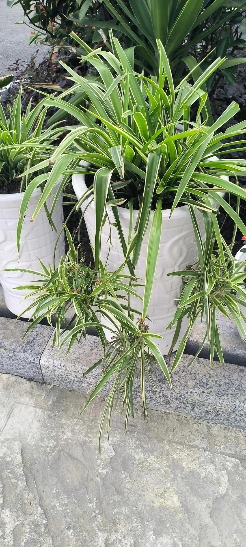 无奈而又给人希望的花——吊兰，吊兰花象征着什么意义？-第3张图片-优品飞百科