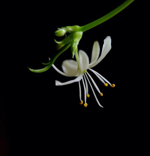 无奈而又给人希望的花——吊兰，吊兰花象征着什么意义？-第4张图片-优品飞百科