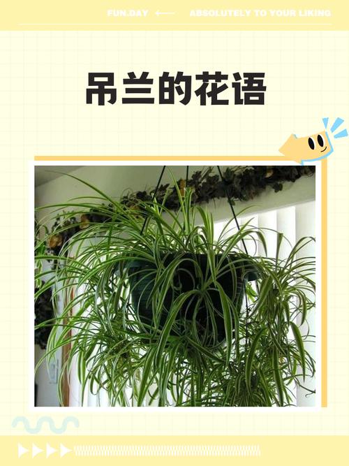 无奈而又给人希望的花——吊兰，吊兰花象征着什么意义？-第5张图片-优品飞百科