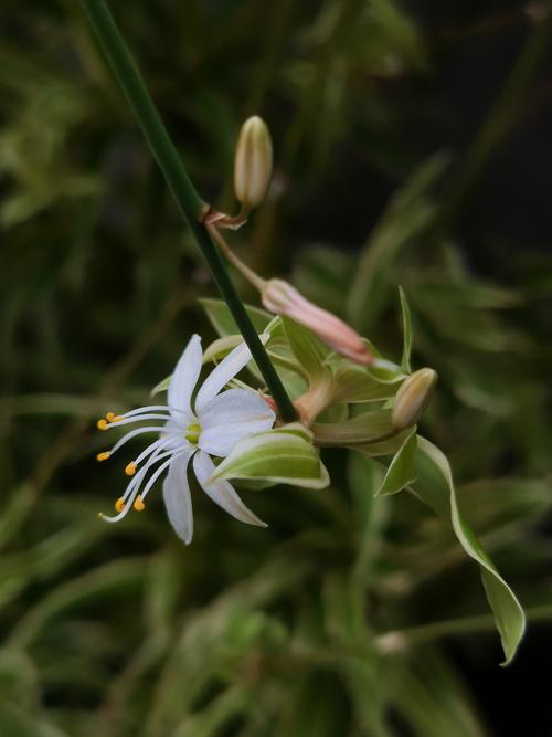 无奈而又给人希望的花——吊兰，吊兰花象征着什么意义？-第7张图片-优品飞百科