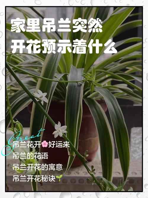 无奈而又给人希望的花——吊兰，吊兰花象征着什么意义？-第8张图片-优品飞百科