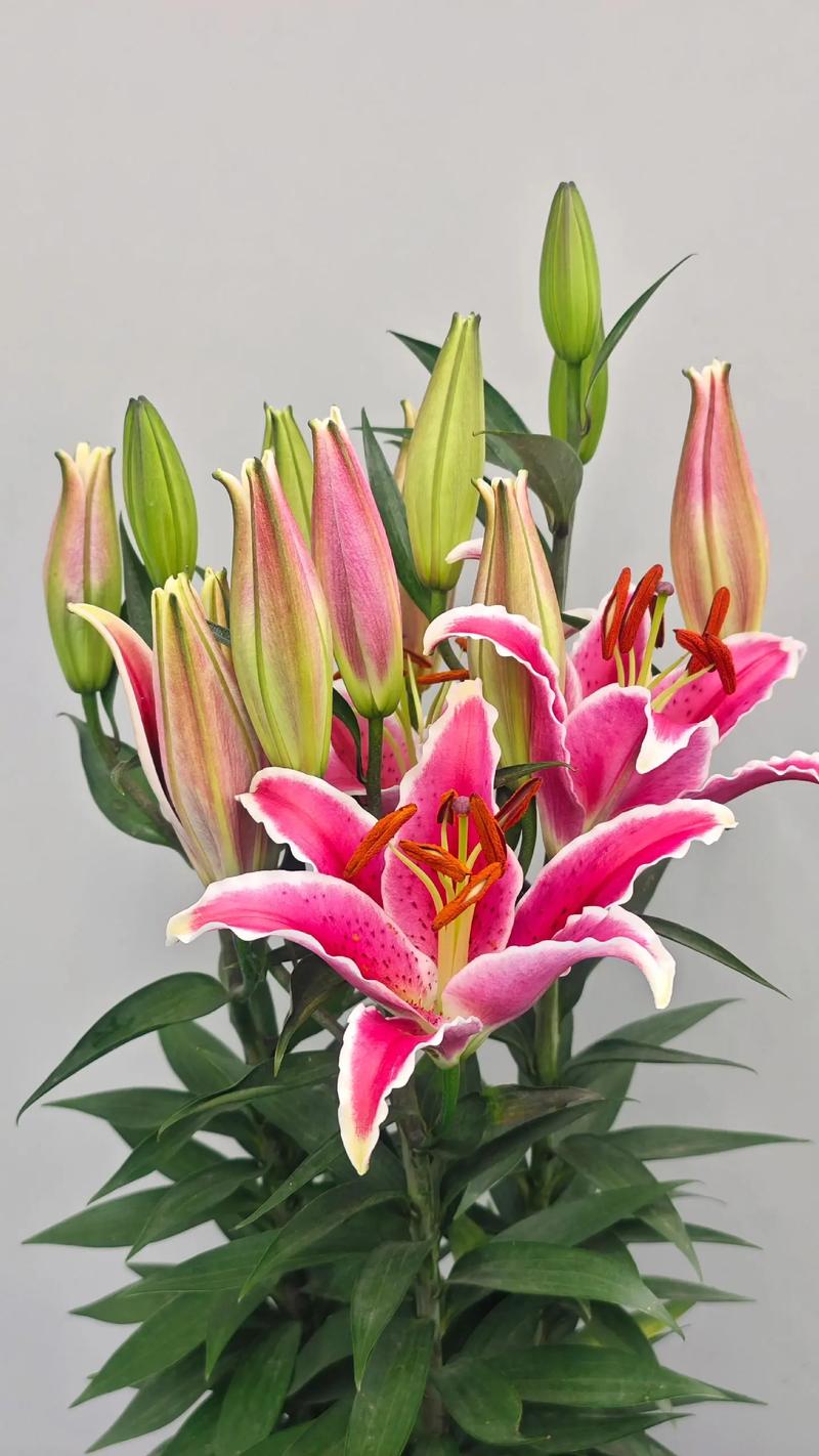 香水百合花语，百合花寓意，香水百合花语经典话语？-第2张图片-优品飞百科