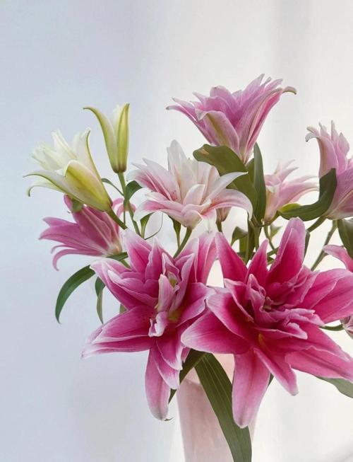 香水百合花语，百合花寓意，香水百合花语经典话语？-第3张图片-优品飞百科