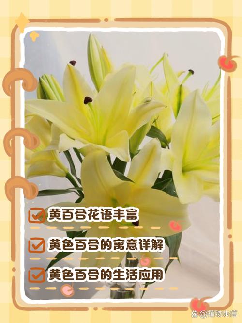 香水百合花语，百合花寓意，香水百合花语经典话语？-第5张图片-优品飞百科