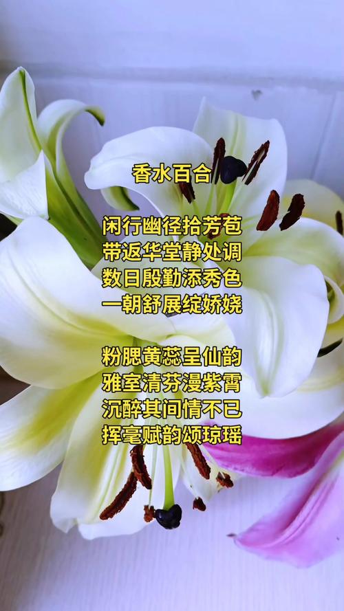 香水百合花语，百合花寓意，香水百合花语经典话语？-第8张图片-优品飞百科