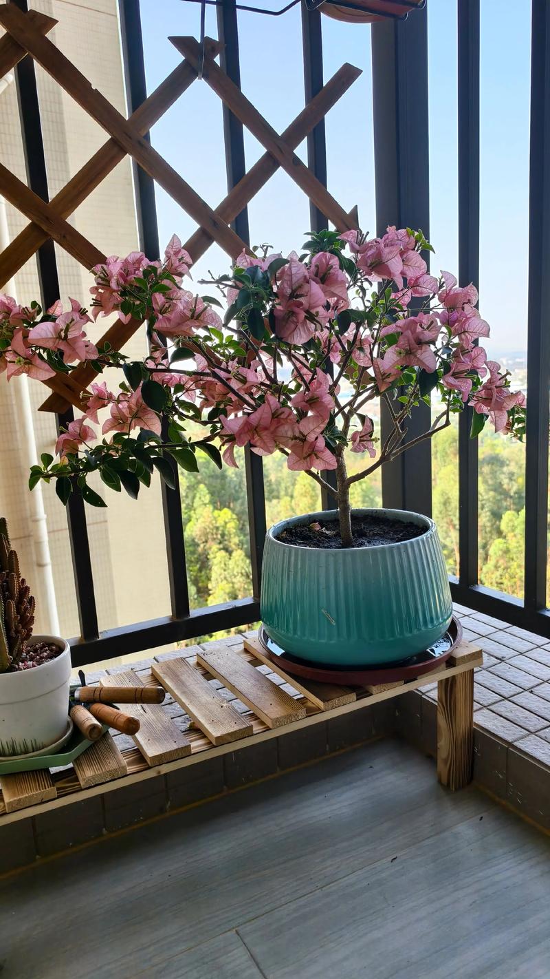 家庭种植三角梅有什么风水作用?,种三角梅好不好?-第1张图片-优品飞百科 家庭种植三角梅有什么风水作用?,种三角梅好不好?-第1张图片-优品飞百科