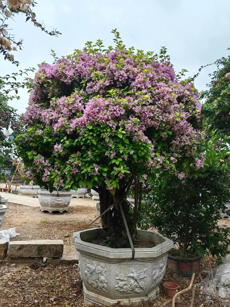 家庭种植三角梅有什么风水作用?,种三角梅好不好?-第3张图片-优品飞百科 家庭种植三角梅有什么风水作用?,种三角梅好不好?-第3张图片-优品飞百科