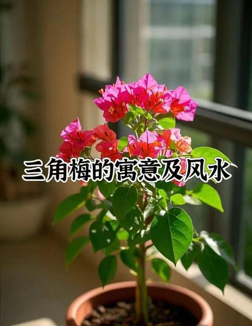 家庭种植三角梅有什么风水作用?,种三角梅好不好?-第4张图片-优品飞百科 家庭种植三角梅有什么风水作用?,种三角梅好不好?-第4张图片-优品飞百科