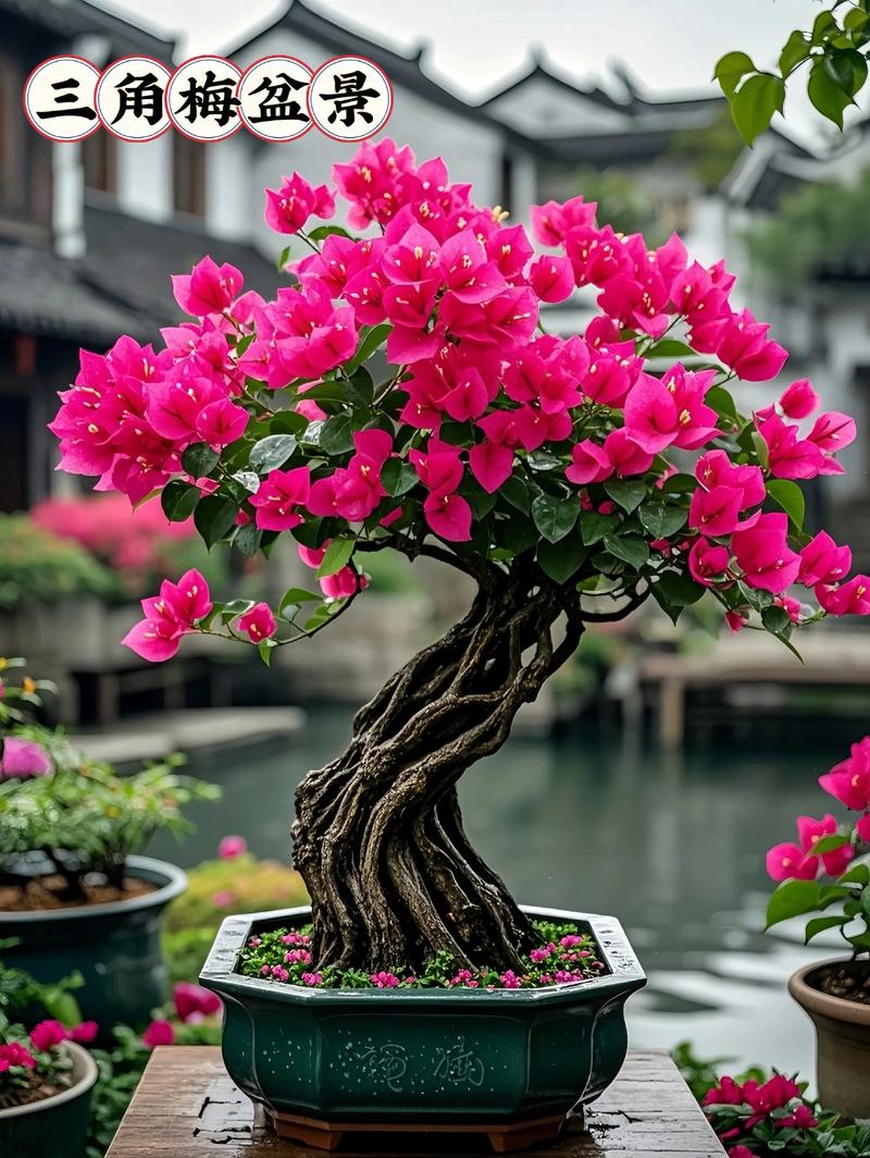 家庭种植三角梅有什么风水作用?,种三角梅好不好?-第5张图片-优品飞百科 家庭种植三角梅有什么风水作用?,种三角梅好不好?-第5张图片-优品飞百科