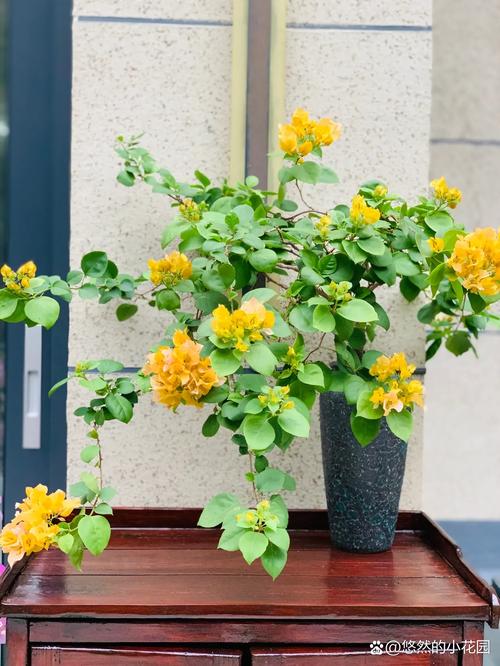 家庭种植三角梅有什么风水作用?,种三角梅好不好?-第6张图片-优品飞百科 家庭种植三角梅有什么风水作用?,种三角梅好不好?-第6张图片-优品飞百科