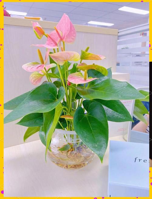 粉掌的功效和作用，粉掌学名叫什么-第3张图片-优品飞百科