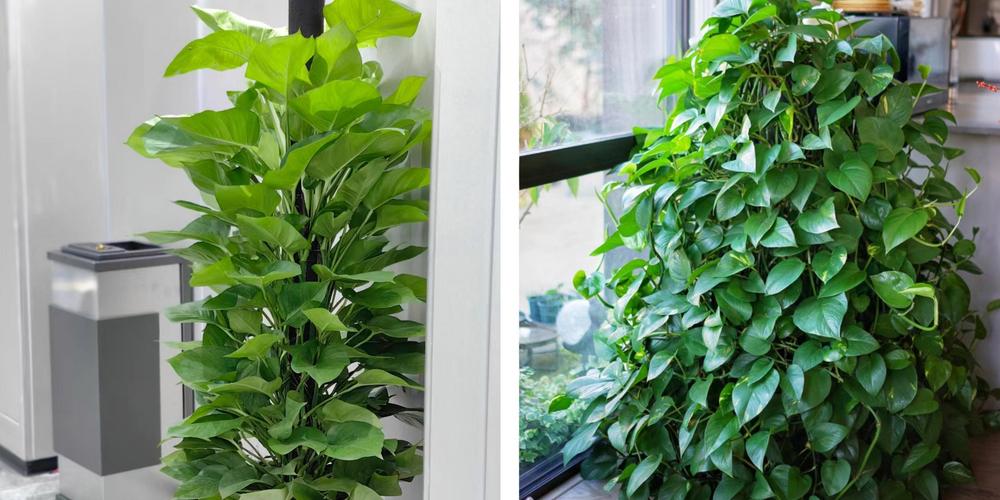 粉掌的功效和作用，粉掌学名叫什么-第4张图片-优品飞百科