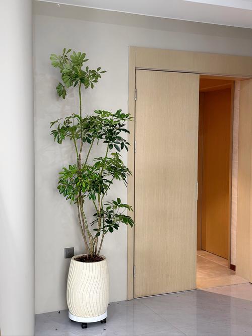 粉掌的功效和作用，粉掌学名叫什么-第5张图片-优品飞百科