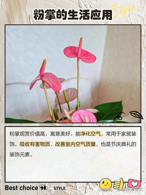 粉掌的功效和作用，粉掌学名叫什么-第6张图片-优品飞百科