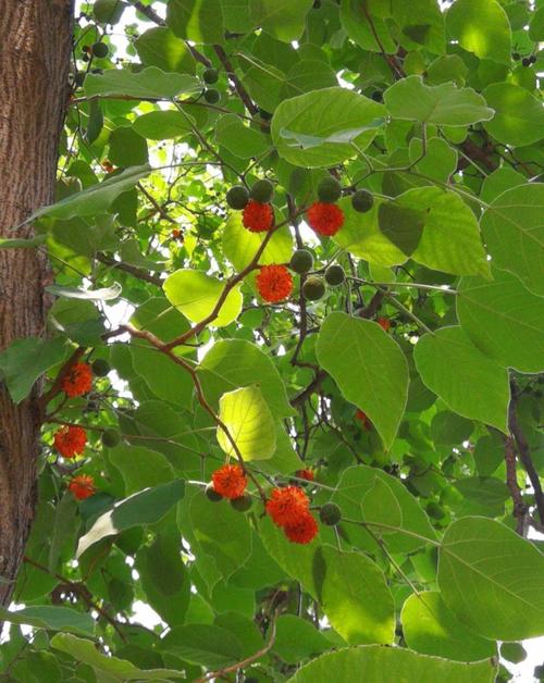 粉掌的功效和作用，粉掌学名叫什么-第7张图片-优品飞百科