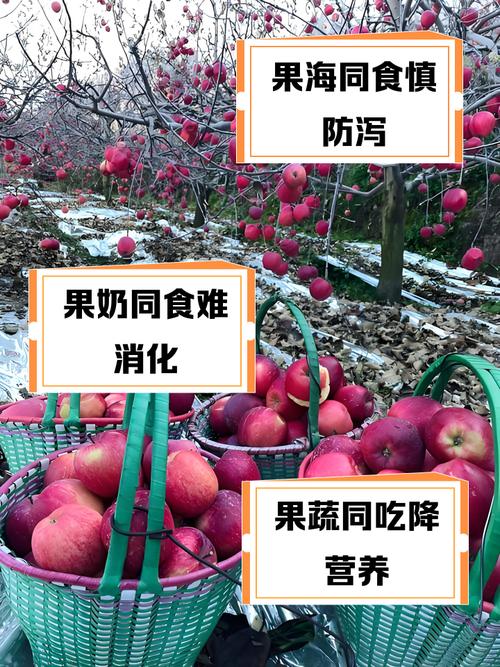 苹果不能和什么一起吃,苹果的三个最佳搭配-第3张图片-优品飞百科 苹果不能和什么一起吃,苹果的三个最佳搭配-第3张图片-优品飞百科