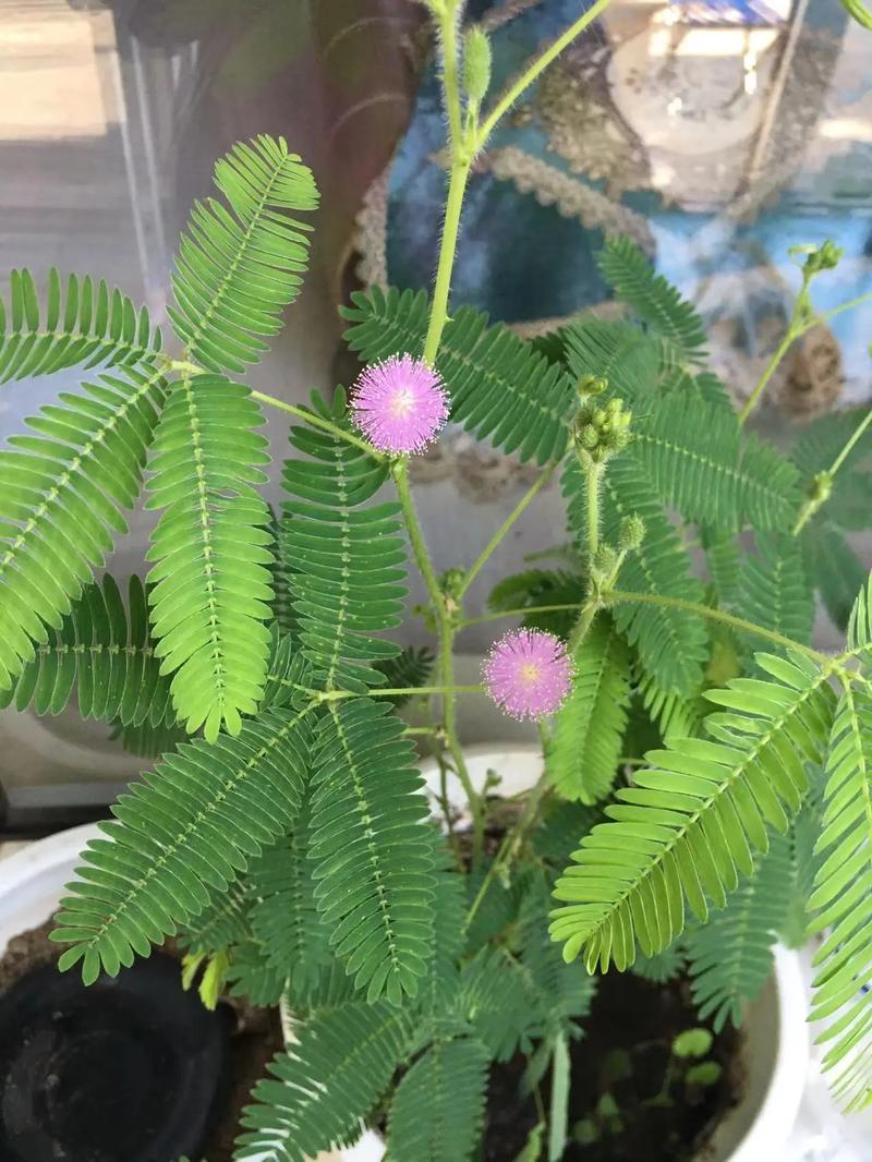 夹竹桃图片，夹竹桃图片像什么-第1张图片-优品飞百科