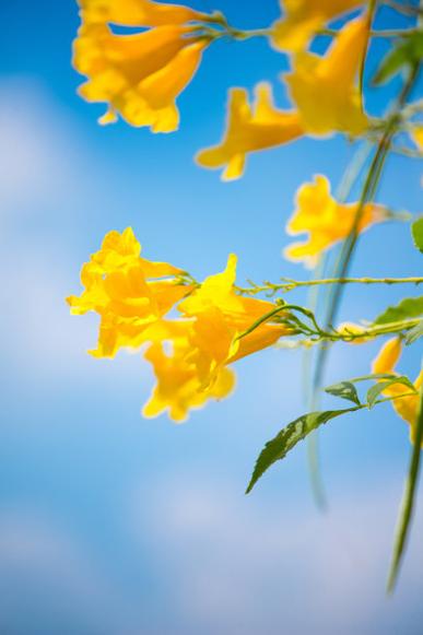 夹竹桃图片，夹竹桃图片像什么-第2张图片-优品飞百科