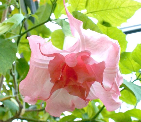 夹竹桃图片，夹竹桃图片像什么-第3张图片-优品飞百科