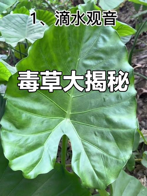 夹竹桃图片，夹竹桃图片像什么-第4张图片-优品飞百科