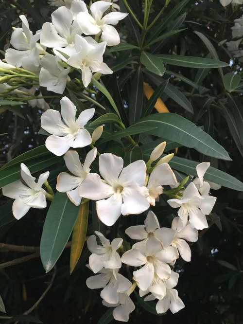 夹竹桃图片，夹竹桃图片像什么-第5张图片-优品飞百科