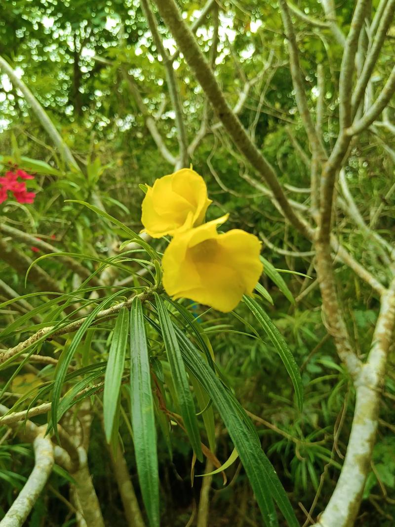 夹竹桃图片，夹竹桃图片像什么-第7张图片-优品飞百科