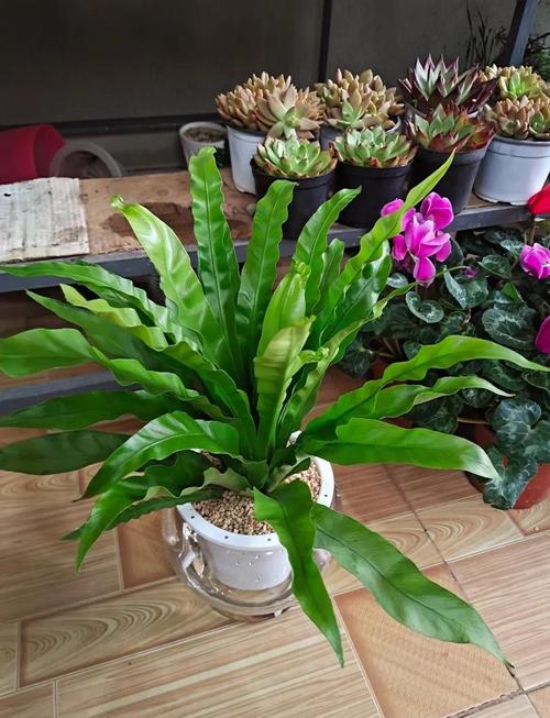 辟邪的植物有哪些，带刺辟邪的植物有哪些？-第1张图片-优品飞百科