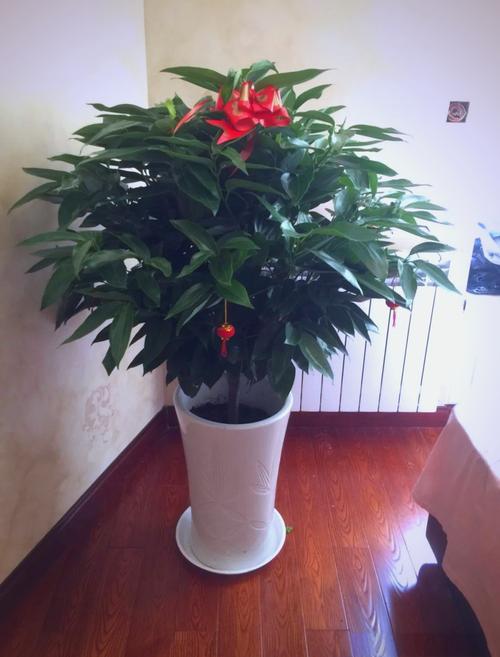 辟邪的植物有哪些，带刺辟邪的植物有哪些？-第2张图片-优品飞百科