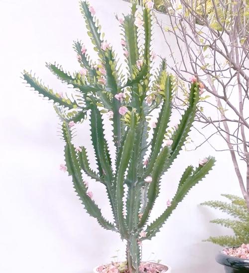 辟邪的植物有哪些，带刺辟邪的植物有哪些？-第3张图片-优品飞百科