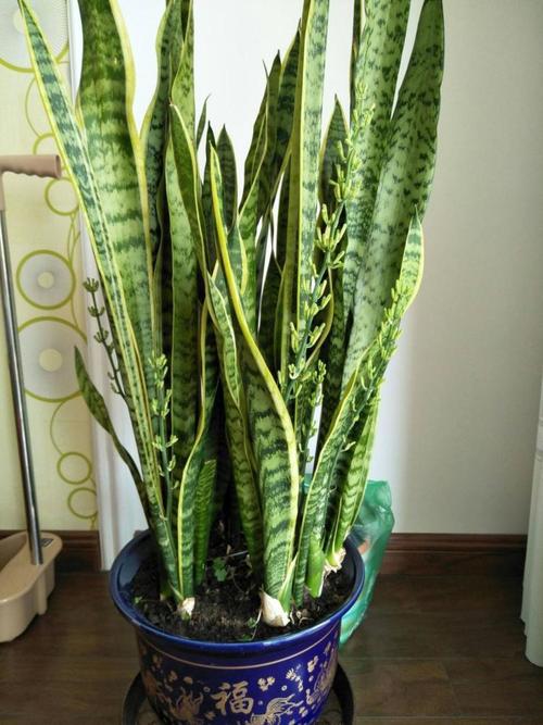 辟邪的植物有哪些，带刺辟邪的植物有哪些？-第5张图片-优品飞百科