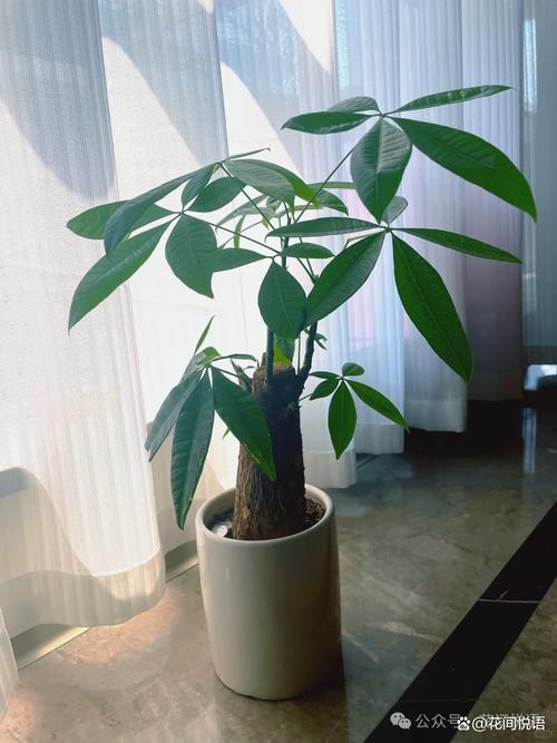 辟邪的植物有哪些，带刺辟邪的植物有哪些？-第6张图片-优品飞百科