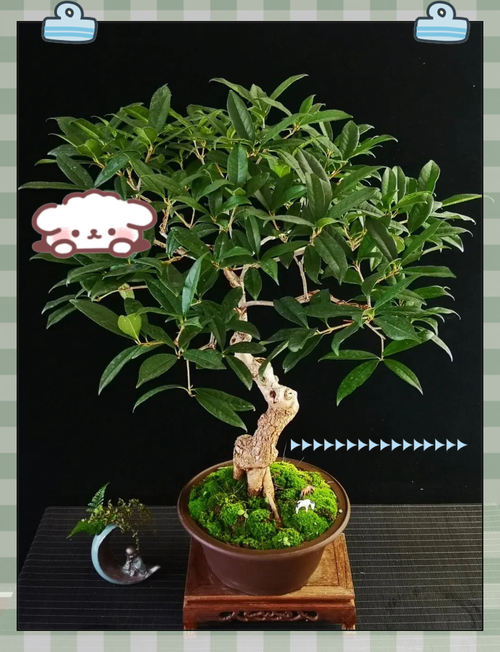 辟邪的植物有哪些，带刺辟邪的植物有哪些？-第7张图片-优品飞百科