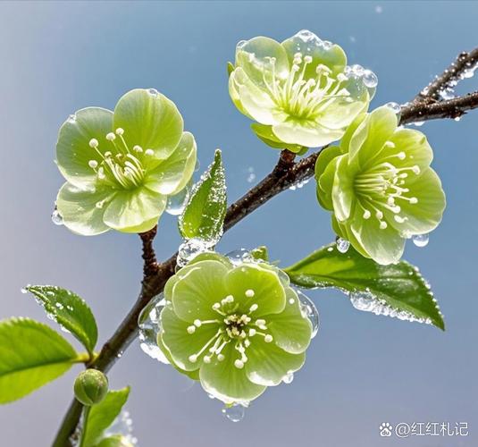 绿梅花的食用方法与价值，绿梅花功效及配伍？-第2张图片-优品飞百科