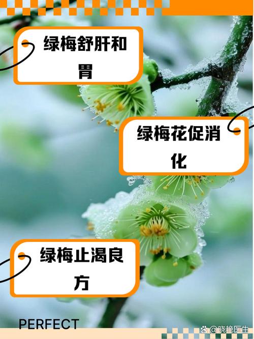 绿梅花的食用方法与价值，绿梅花功效及配伍？-第5张图片-优品飞百科