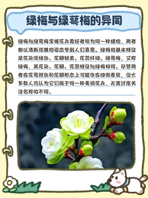 绿梅花的食用方法与价值，绿梅花功效及配伍？-第6张图片-优品飞百科