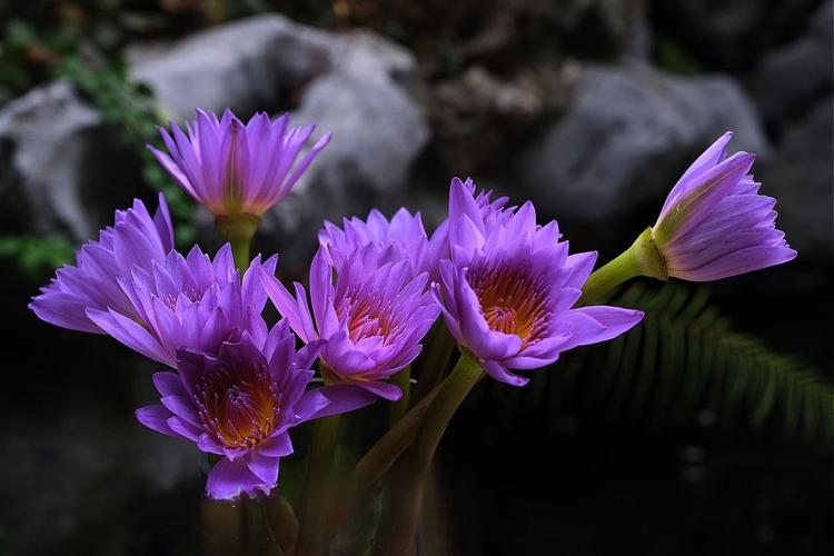 睡莲花语大全，睡莲花语大全 寓意-第1张图片-优品飞百科