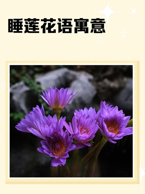 睡莲花语大全，睡莲花语大全 寓意-第2张图片-优品飞百科
