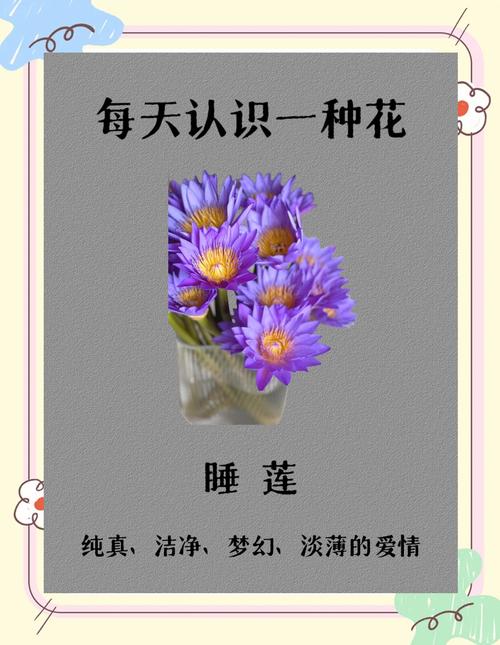 睡莲花语大全，睡莲花语大全 寓意-第3张图片-优品飞百科
