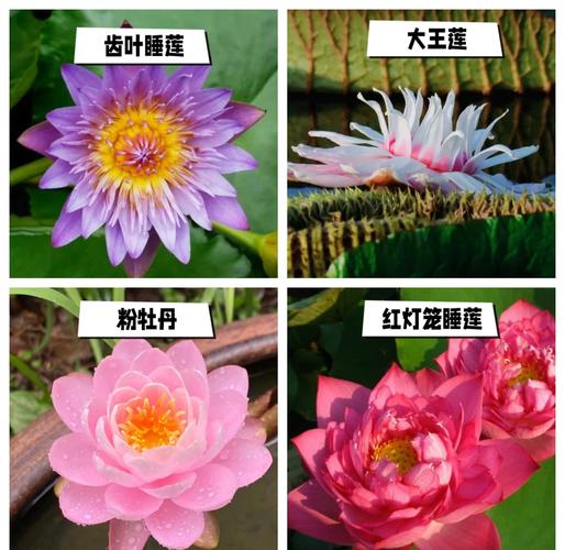 睡莲花语大全，睡莲花语大全 寓意-第4张图片-优品飞百科