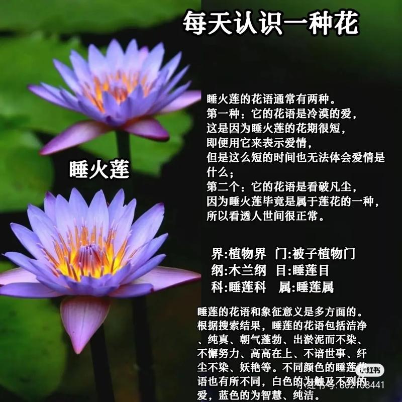 睡莲花语大全，睡莲花语大全 寓意-第5张图片-优品飞百科