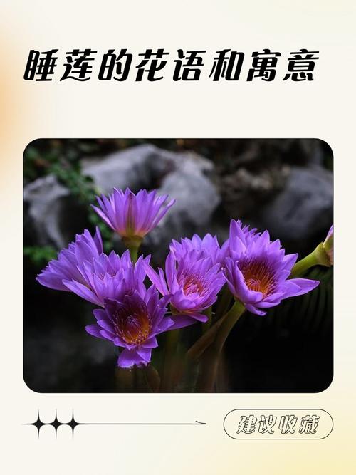 睡莲花语大全，睡莲花语大全 寓意-第6张图片-优品飞百科