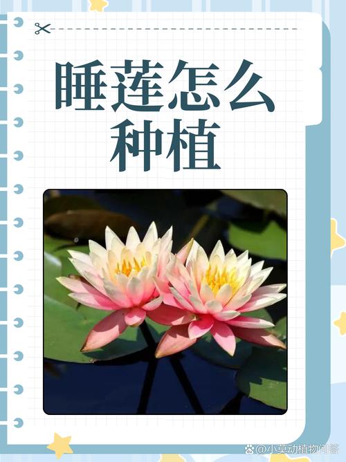 睡莲花语大全，睡莲花语大全 寓意-第7张图片-优品飞百科