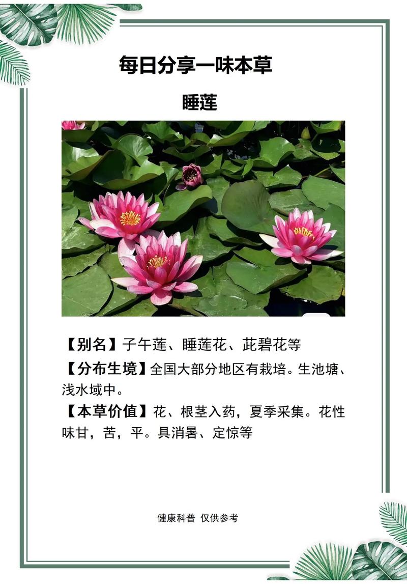 睡莲花语大全，睡莲花语大全 寓意-第8张图片-优品飞百科