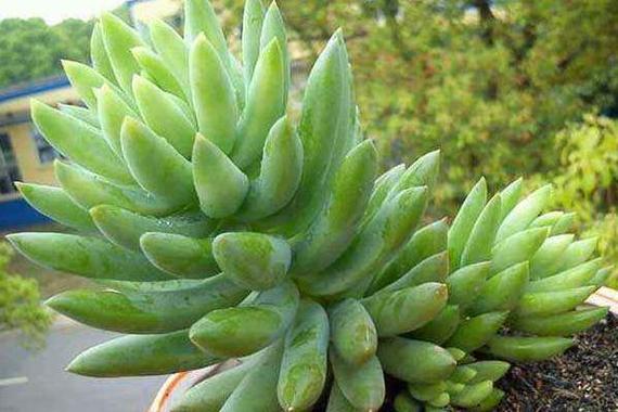 玉珠莲和千佛手的区别？玉珠莲的属性？-第1张图片-优品飞百科