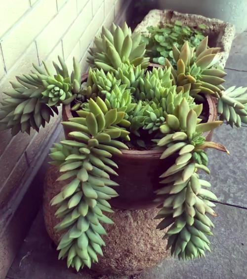 玉珠莲和千佛手的区别？玉珠莲的属性？-第2张图片-优品飞百科